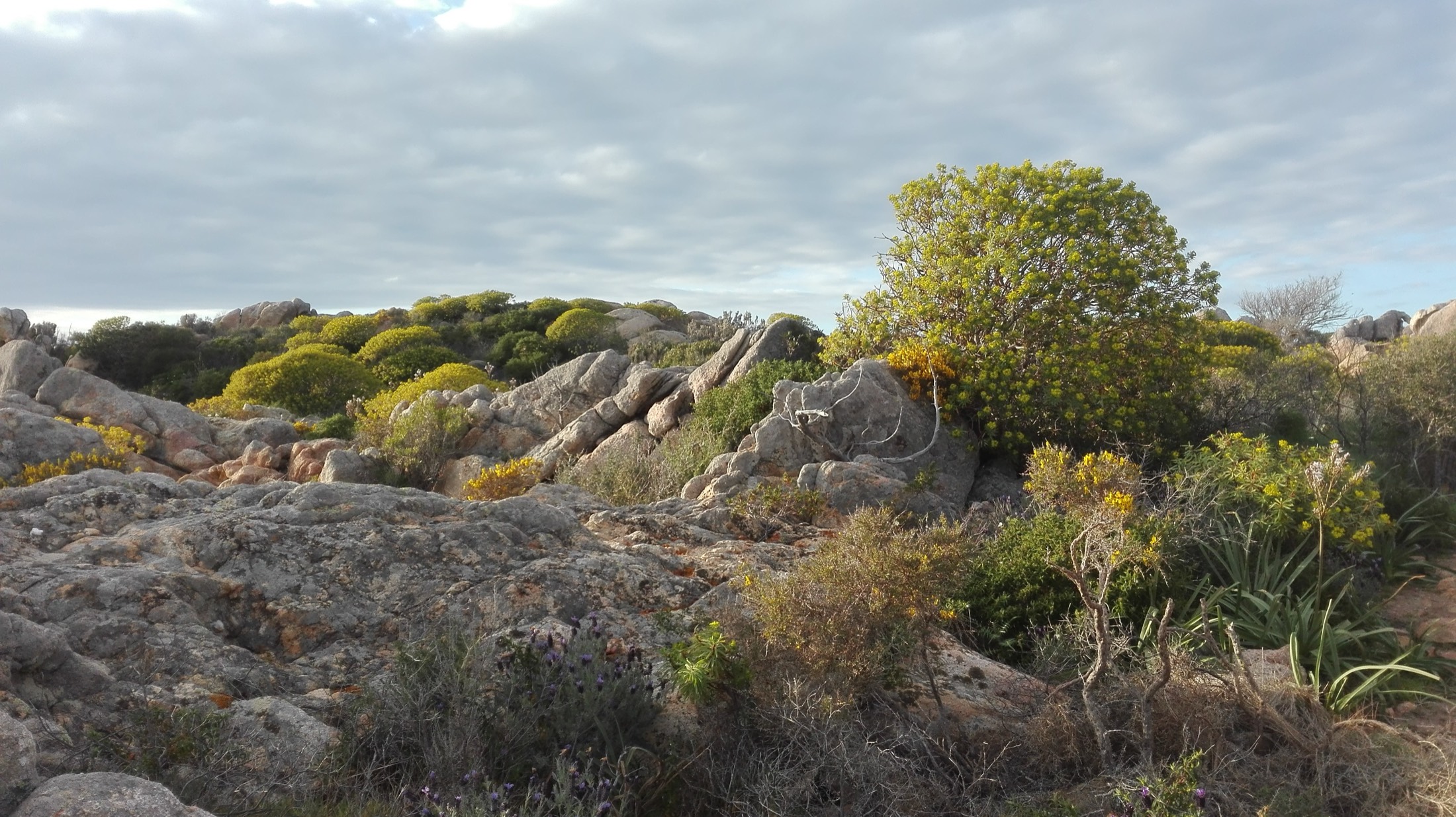 Sentiero tra rocce e macchia mediterranea